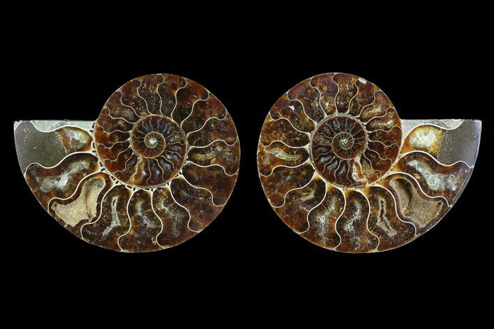 Sliced Ammonite Fossil - Agatized #124987